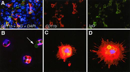 Fig. 1. Microscopic appearance of APCs in sections of tumors and after isolation as APCs-MB. / (A) Immunohistochemical staining of APCs with CD11b mAb (red) and mouse IgG plus antimouse IgG (green) in sections of small subcutaneous MOPC315 tumors (0.2-0.5 g) in TCR-transgenic mice. Cell nuclei are in blue. (B-D) Examples of stained APCs-MB, purified, attached to slides, and fixed within 2 hours after dissection of MOPC315 tumors. Anti-CD11b in red, MBs conjugated with mouse IgG2a-FITC in green, nuclei in blue. The arrow indicates a bead that has not been internalized. Beads are 4.5 μm in diameter.