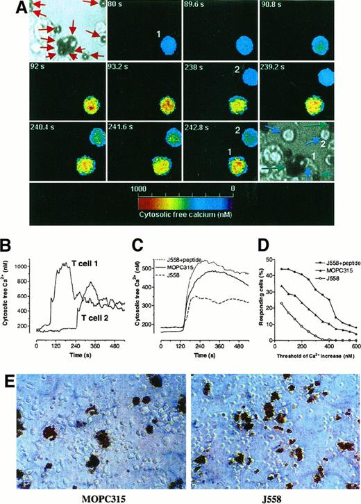 Fig. 5. Functional analyses of tumor DC-T cell interactions. / DCs-MB were purified from large MOPC315 or J558 tumors established in BALB/c mice. (A) Single-cell analysis of Ca++ mobilization in T cells that interact with DC-MB. Two fura-2 loaded T cells that interact with DCs-MB from MOPC315 are shown. Image 1: Light microscopic image of DCs before adding T cells. MBs are indicated by red arrows. Image 2-11: Pseudo-colored images of the cytosolic-free Ca++ concentration in T cells taken at different time points after addition of T cells to the wells. Image 12: Light microscopic image taken after the Ca++ registration, demonstrating the interaction between the 2 T cells (numbered and indicated by blue arrows) and DCs-MB (indicated by green arrows). T cell No. 1 evidently contacts 2 DCs-MB. An additional T cell (not numbered) came into the field after 242 seconds, has no contact with DC-MB, and is indicated by a blue arrow. Note that the T cells are smaller in the light microscopic images than in the pseudo-color images due to optical artifacts. (B) Ca++ traces of 2 different single T cells depicted in A. (C) Average Ca++ responses in cloned Id-specific Th1 7A10B2 cells stimulated by DC-MB from Id+ and Id− tumors in the presence or absence of synthetic Id peptide. Only cells with a response above 100 nM (ie, the threshold) are included. The responses were synchronized with a start of the signal set at 120 seconds. Number of analyzed-responding T cells: MOPC315 DC-MB, n = 81; J558 DC-MB, n = 39; and J558 DC-MB pulsed with λ2315 peptide, n = 28. (D) Frequency of responding T cells as a function of the magnitude of Ca++mobilization. Number of T cells analyzed: MOPC315 DC-MB, n = 280; J558 DC-MB, n = 229; and J558 DC-MB pulsed with λ2315peptide, n = 64. (E) Light microscopic images of cloned Id-specific T-cells 7A10B2, Th1 cultured for 2 days with DCs-MB from MOPC315 or J558 tumors.