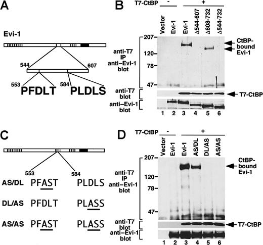 Fig. 2. Evi-1 associates with CtBP1 through PLDLS. / (A) Evi-1 contains 2 putative CtBP-binding motifs. (B) The pME18S empty vector (lane 1), Evi-1 (lanes 2, 3), Δ544-607 (lane 4), Δ608-732 (lane 5), or Δ544-732 (lane 6) in pME18S was transfected into COS7 cells (2 × 106) with pRc/CMV empty vector (lanes 1, 2) or T7-CtBP in pRc/CMV (lanes 3 to 6). After 48 hours, cells were lysed and subjected to immunoprecipitation with anti-T7. T7-CtBP–bound Evi-1 was detected by Western blot by means of anti–Evi-1 (top). Positions of size markers (in kilodaltons) are indicated on the left. Expression of T7-CtBP and Evi-1 is monitored with anti–T7 (middle) and anti–Evi-1 (bottom), respectively. (C) Structures of the mutants of Evi-1. Mutations from DL to AS within the 5 amino acid motifs are underlined. (D) The pME18S empty vector (lane 1), Evi-1 (lanes 2, 3), AS/DL (lane 4), DL/AS (lane 5), or AS/AS (lane 6) was transfected into COS7 cells (2 ×106) together with pRc/CMV empty vector (lanes 1, 2) or T7-CtBP (lanes 3 to 6) in pRc/CMV. The immunoprecipitation was performed, and the results are shown as in Figure 2B.