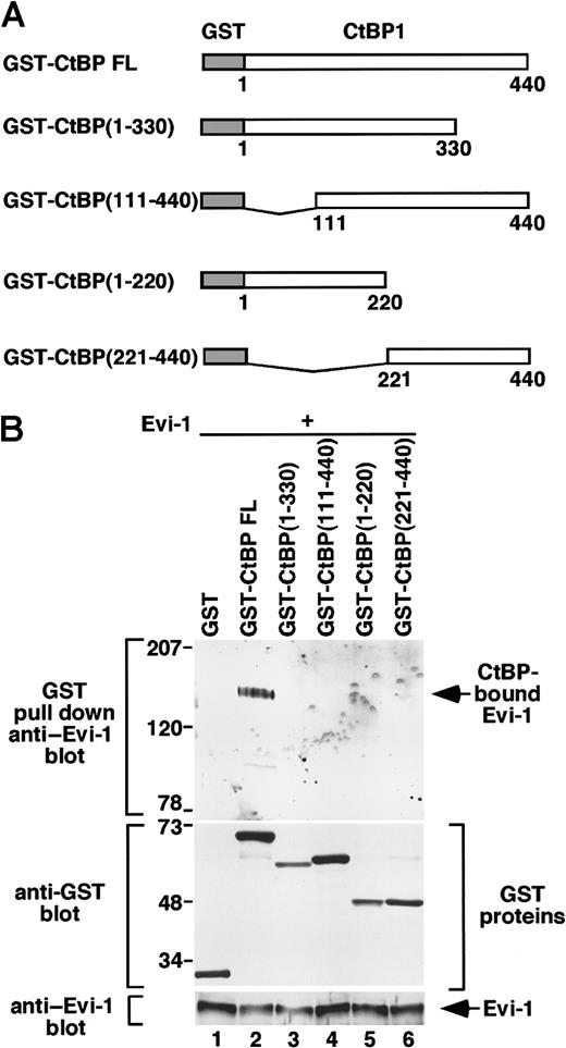 Fig. 3. The whole structure of CtBP is required for interacting with Evi-1. / (A) Schematic presentation of GST-CtBP FL, GST-CtBP (1-330), GST-CtBP (111-440), GST-CtBP (1-220), and GST-CtBP (221-440). (B) pEBG (lane 1), CtBP FL (lane 2), CtBP (1-330) (lane 3), CtBP (111-440) (lane 4), CtBP (1-220) (lane 5), or CtBP (221-440) (lane 6) in pEBG was transfected into COS7 cells (4 × 106) together with Evi-1 in pME18S. Cell extracts were incubated with Glutathione Sepharose beads and washed extensively, and GST-CtBP–bound Evi-1 was detected by Western blot by means of anti–Evi-1 (top). Expression of GST-CtBP fusion constructs and Evi-1 is monitored with anti-GST (middle) and anti–Evi-1 (bottom), respectively. Positions of size markers (in kilodaltons) are indicated on the left.
