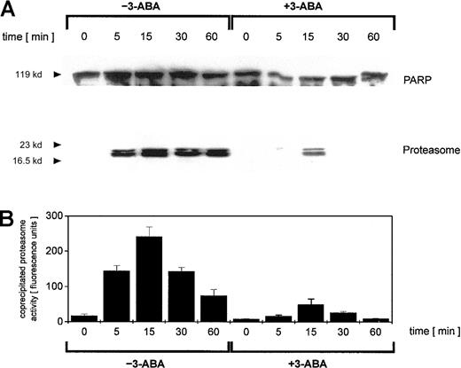 Fig. 3. Immunoprecipitation of PARP in nuclei from adriamycin-treated U937 cells and proteasomal activity of PARP coimmunoprecipitates. / U937 cells were treated with 10−7 M adriamycin in the absence or presence of 1 mM 3-ABA for the time points indicated. Thereafter, the nuclei were isolated, lysed, and immunoprecipitated with a polyclonal rabbit anti-PARP antibody. (A) Immunoprecipitated proteins were separated by SDS-PAGE, transblotted, and visualized with a polyclonal anti-PARP and a polyclonal antiproteasome antibody, respectively. One experiment of 3 similar ones is presented. (B) Proteasome enzyme activity in the anti-PARP immunoprecipitated lysates was measured as suc-LLVY-MCA degrading activity. Data are given as mean ± SD from 3 parallel proteolysis assays corresponding to the Western blot in panel A.