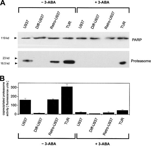 Fig. 4. Detection of PARP-dependent proteasome activations in different U937 leukemic cell variants. / U937, Diff-U937, Retro-U937, and TUR cells were treated with 10−7 M adriamycin for 15 minutes (maximal protesome activation) in the absence and presence of 1 mM of the PARP inhibitor 3-ABA, respectively, and subsequent anti-PARP immunoprecipitation was performed. (A) SDS-PAGE and immunoblot with a polyclonal rabbit anti-PARP antibody and a polyclonal rabbit antiproteasome antibody. (B) Proteasome enzyme activity in the anti-PARP immunoprecipitated lysates was measured as suc-LLVY-MCA degrading activity. Data are given as mean ± SD from 3 parallel proteolysis assays corresponding to the Western blot in panel A.
