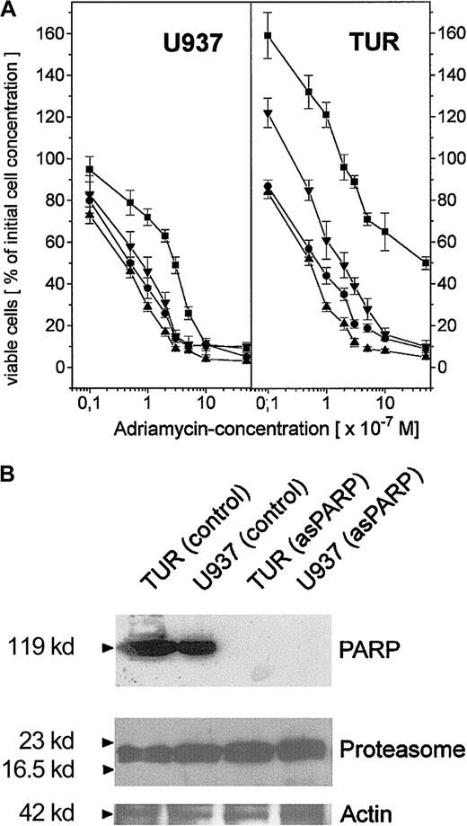Fig. 5. Adriamycin toxicity in U937 and TUR cells with inhibited PARP by 3-ABA or depleted PARP by asPARP transfectants. / (A) Adriamycin toxicity as the percentage of remaining viable U937 and TUR cells after a 24-hour incubation with 10−8 M to 10−5 M adriamycin in the absence (▪) or presence (●) of 1 mM 3-ABA and 2 μM MG-132 (▴), respectively. Moreover, stable transfectants of U937 and TUR cells containing a functional asPARP expression vector (asPARP cells, ▾) were also examined with respect to the adriamycin-induced cytotoxicity, respectively. (B) Western blot control of PARP protein expression in the constitutively functional asPARP vector of stably transfected U937 cells (U937 asPARP) and TUR cells (TUR asPARP), respectively, without impairment of proteasome protein levels. The actin immunoblot demonstrated equal loading.