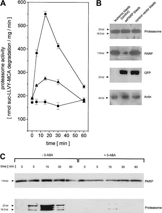 Fig. 7. Regulation of proteasome activity in adriamycin-treated leukemic blasts from patients with AML. / (A) Nuclei from human leukemic blasts in the absence (▪) or presence (●) of 1 mM 3-ABA and nuclei from human leukemic blasts transiently transfected with the asPARP vector (▴) were isolated and lysed after treatment with 10−7 M adriamycin for the time points indicated, respectively. Proteasome activity is expressed as lactacystin-sensitive suc-LLVY-MCA degradation. Data are given as mean ± SD (n = 3) from one representative patient typical for all AML patients (n = 4) investigated. (B) Western blot control of PARP protein expression in leukemic blasts of an AML patient and human leukemic blasts of the same patient transiently transfected with the asPARP vector (asPARP blasts) and the control vector (control vector blasts), respectively, without impairment of proteasome protein levels. Transient transfection of the blasts is documented by the GFP blot, and the actin immunoblot demonstrated equal loading. (C) Human leukemic blasts from AML patients were treated with 10−7 M adriamycin in the absence or presence of 1 mM 3-ABA for the time points indicated. Thereafter, the nuclei were isolated, lysed, and immunoprecipitated with a polyclonal rabbit anti-PARP antibody. Immunoprecipitated proteins were separated by SDS-PAGE, transblotted, and visualized with a polyclonal anti-PARP and a polyclonal antiproteasome antibody, respectively. A representative set of data is presented from one AML patient out of all AML patients (n = 4) investigated.