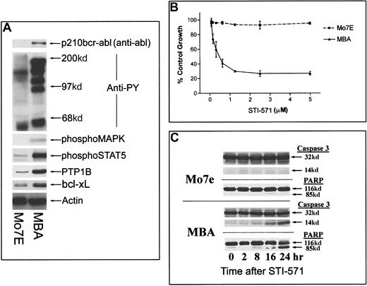 Fig. 1. Effect of bcr-abl expression and inhibition on Mo7e cell signaling and apoptosis. / (A) Mo7e cells and Mo7e cells expressing bcr-abl (MBA) were grown in the continual presence of 200 U/mL GM-CSF. Equal-density cultures were harvested, and lysates were examined for distinctions in phosphotyrosine levels, activated signaling cascades, and antiapoptotic proteins. For the detection of bcr-abl, equal-protein aliquots (200 μg) from Mo7e or MBA cell lysates were immunoprecipitated with anti-bcr and immunoblotted with anti-abl. The remaining blots were derived from cell lysates (40 μg), prepared as described in “Materials and methods.” (B) Mo7e or MBA cells were treated with STI-571 (at the indicated concentrations) for 24 hours before cell growth and survival were estimated by MTT staining. Results represent the average ± SEM of 4 determinations. (C) Induction of apoptosis was determined by measuring caspase 3 activation (appearance of a 14-kd band) and PARP cleavage (85-kd band) in Mo7e or MBA cells after incubation with STI-571 for 0 to 24 hours. Similar results were obtained in experiments in which GM-CSF (200 U/mL) or IL-3 (100 ng/mL) was included in the cell culture media (data not shown).