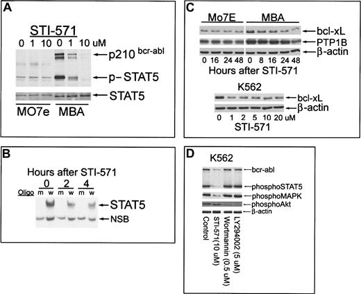 Fig. 2. Effect of STI-571 on bcr-abl phosphorylation, Stat-5 activation, bcl-xL, and PTP1B expression in Mo7e and MBA cells; comparison with other kinase inhibitors in bcr-abl+K562 cells. / (A) Mo7e or MBA cells were cultured in the presence of GM-CSF (200 U/mL) and treated with 0, 1, or 10 μM STI-571 for 60 minutes before equal-protein (20 μg) cell lysates were analyzed for Stat-5 and bcr-abl tyrosine phosphorylation by immunoblotting (anti-phospho–Stat-5 recognizes tyrosine-phosphorylated bcr-abl). After phosphoprotein detection, the blot was stripped and reprobed with anti–Stat-5 (bottom). (B) MBA cells were incubated with 1 μM STI-571 for 0, 2, or 4 hours before cells were harvested and nuclear proteins extracted (see “Materials and methods”). Consensus Stat-5 DNA binding oligomers (w, wild-type; m, mutant sequence; Santa Cruz Biotechnology) were radiolabeled to 5 × 106 cpm/pmol DNA and incubated with 5 μg nuclear protein from control or STI-571–treated cells. DNA–protein complexes were resolved by EMSA on native polyacrylamide gels (6.5%). Arrows depict Stat-5–complex and nonspecific binding complexes (NSB). Radioactivity in the Stat-5–DNA complex was quantitated by PhosphorImager. (C) Mo7e or MBA cells were treated with 1 μM STI-571 for the interval indicated before cell lysates were harvested and immunoblotted for bcl-xL, PTP1B, or actin as a protein-loading control (top). K562 cells were incubated with the indicated concentration of STI-571 for 16 hours before equal-protein cell lysates were analyzed for bcl-xL levels or β-actin as a protein loading control (bottom). (D) K562 cells were treated as indicated for 60 minutes before cell lysates were analyzed for altered signaling processes by immunoblotting. Equal-protein lysates (20 μg) were sequentially blotted with phospho–Stat-5, phospho-MAPK, and phospho-Akt or β-actin as a protein-loading control.