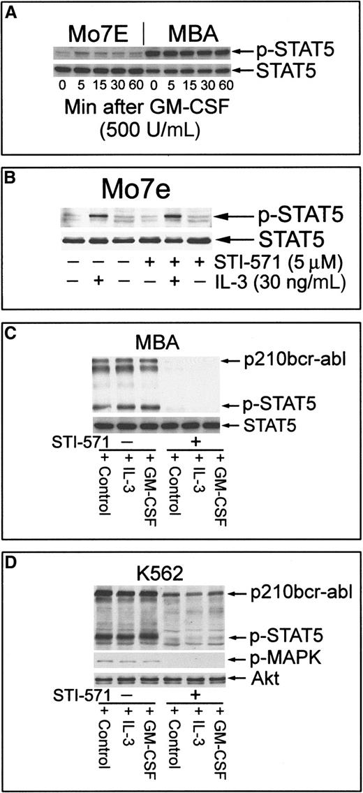 Fig. 4. Induction of Stat-5 phosphorylation by GM-CSF or IL-3 in bcr-abl− but not bcr-abl+ Mo7e cells. / Exogenous cytokines cannot reactivate Stat-5 in STI-571–treated MBA or K562 cells. (A) Mo7e or MBA cells were cultured in the absence of GM-CSF for 6 hours before the readdition of GM-CSF to their culture media for 0 to 60 minutes. Cells were harvested and equal-protein aliquots (30 μg) were immunoblotted with phospho–Stat-5. After stripping primary antibody, Stat-5 levels were determined by immunoblotting. (B) Mo7e cells were incubated with IL-3 for 30 minutes or pre-incubated with STI-571 for 60 minutes before IL-3. Cell lysates were analyzed for Stat-5 activation and Stat-5 levels by immunoblotting. STI-571 did not affect IL-3–mediated activation of Stat-5 in Mo7e cells. (C) MBA cells were left untreated (lanes 1-3) or were treated with 5 μM STI-571 (lanes 4-6) for 60 minutes before treatment with 500 U/mL GM-CSF or 30 ng/mL recombinant IL-3 (R&D Systems) for 15 minutes. Cell lysates were analyzed for bcr-abl and Stat-5 activation (phospho–Stat-5) and were compared to Stat-5 protein levels by sequential immunoblotting. (D) K562 cells were treated as described above and analyzed for changes in Stat-5, bcr-abl, and MAPK activation by immunoblotting (phospho–Stat-5, phospho-MAPK). Akt protein levels were unchanged by treatment and were used as a protein-loading control.
