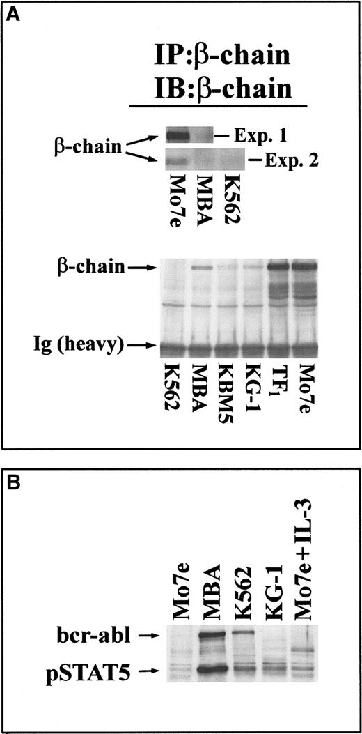 Fig. 5. Reduced expression of the IL-3/GM-CSF receptor β-chain subunit in bcr-abl–expressing/Stat-5–activated cells. / (A, top) The β-chain of IL-3/GM-CSF receptor was immunoprecipitated from equal-protein extracts (200 μg) of Mo7e or MBA cells (experiment 1) or from these cell extracts and K562 cells (experiment 2). Immunoprecipitates were immunoblotted with β-chain antibody. The migration of the 130-kd β-chain band is shown. (bottom) Equal-protein lysates (400 μg) from bcr-abl+ (K562, MBA, KBM5) and bcr-abl− (KG-1, TF1, Mo7e) cells were subjected to receptor β-chain immunoprecipitation and immunoblotting with anti–β-chain. Arrows depict the 130-kd β-chain band and the immunoglobulin heavy-chain band. (B) Stat-5 activation in leukemic cells. Leukemic cell lines were examined for activated Stat-5 by immunoblotting equal-protein cell lysates (30 μg) with anti–phospho–Stat-5. All cells were cultured in the absence of exogenous cytokines for 8 hours before extracts were prepared. As a control (last lane), Mo7e cells were treated with 30 ng/mL IL-3 for 15 minutes before harvesting. The relative migrations of p210bcr-abl and 95 kd Stat-5 are depicted.