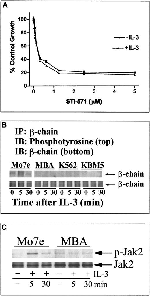 Fig. 6. IL-3 does not alter cellular sensitivity to STI-571 and fails to activate β-chain or Jak-2 tyrosine phosphorylation in bcr-abl–expressing cells. / (A) MBA cells were incubated with STI-571 in normal growth media at the dose level indicated or were pretreated and maintained in IL-3 (30 ng/mL) before STI-571 incubation. After 24 hours, cells were incubated with MTT reagent to estimate changes in cell growth and survival (Figure 1). Each point represents the average ± SEM of 4 determinations. In apoptosis studies, IL-3 did not alter STI-571–mediated caspase 3 activation in MBA cells (results not shown). Similar results were obtained in K562 cells. (B) Mo7e, MBA, K562, or KBM5 cells were cultured in media without exogenous cytokines for 8 hours and subsequently incubated with IL-3 (30 ng/mL) for 5 or 30 minutes before harvesting. β-Chain was immunoprecipitated from 150 μg protein lysate and immunoblotted for phosphotyrosine (top) or β-chain (bottom). (C) Mo7e (left) or MBA (right) cells were grown in the absence of cytokine (as described above) before the addition of IL-3 for 5 or 30 minutes. Jak-2 activation was determined in equal protein cell lysates (30 μg) by immunoblotting with phosphospecific Jak-2 (p-Jak-2), and relative Jak-2 protein levels were determined in stripped blots with anti–Jak-2. Similar results were obtained in immunoprecipitation/immunoblotting analysis of Jak-2 tyrosine phosphorylation (data not shown). Migration of the 130-kd Jak-2 protein is shown.