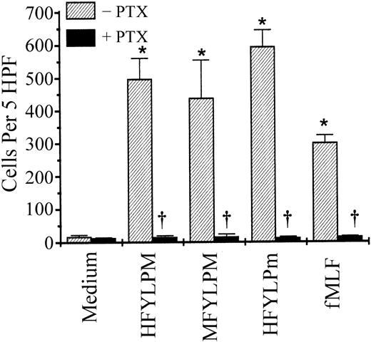 Fig. 8. Effect of PTX on the monocyte chemotactic migration induced by the peptides. / Monocytes were preincubated with PTX (1 μg/mL) or vehicle only for 90 minutes at 37°C. The cells were used for chemotaxis assay with HFYLPM (1 μM), MFYLPM (1 μM), HFYLPm (100 nM), and fMLF (100 nM). The number of migrated cells was determined by counting them in high-power field (400 ×). The data are presented as mean ± SE of 2 independent experiments each performed in duplicate. *P < .01 versus medium treatment, †P < .01 versus peptide treatment, respectively.