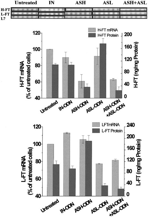 Fig. 1. RT-PCR analysis and expression profiles of the mRNA of H-FT and L-FT and RT-PCR analysis of L7 rRNA, all extracted from cells treated with AS-ODN against hours and L-FT. / SYBR-GOLD stains are of cycles 16 to 21 after a touchdown PCR step of 10 cycles, as described in “Materials and methods.” Below the stains are depicted the relative changes in L7-normalized H-FT and L-FT mRNA levels, together with their respective protein levels (measured by ELISA). Those changes were calculated using densitometric analysis of bands of cycle 18, which were within the linear range of increase in luminosity against cycle number. Means and standard deviations of 3 independent experiments are shown here. Cell incubations: untreated, 48 hours, no AS-ODN added; AS-ODN, 48 hours with 1 nM AS-ODN against H-FT (ASH-ODN), L-FT (ASL-ODN), or both (ASH-ODN+ASL-ODN); IN-ODN, 48 hours with 1 nM one ASH-ODN sequence in reverse order. See “Results” for ODN sequences. ASH-ODN and ASH-ODN+ASL-ODN treatments produced H-FT mRNA band densities that were significantly lower than those of the untreated cells (P ≤ .013 and P ≤ 2.8 × 10−4, respectively). ASL-ODN and ASH-ODN+ASL-ODN also significantly reduced the L-FT mRNA band densities (P≤ 9.87 × 10−5 and P ≤ .001, respectively). Statistics for the protein expression levels are compiled in Table 1.