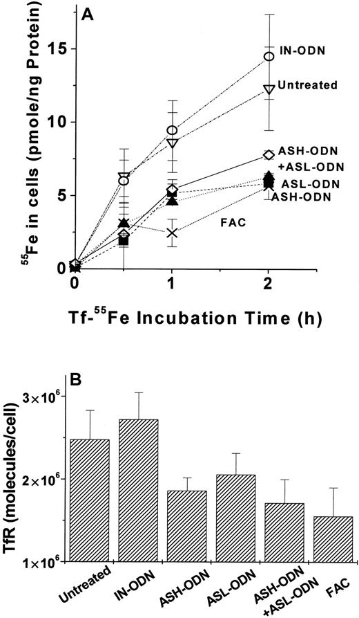 Fig. 5. Tf-55Fe uptake and transferrin receptor (TfR) surface expression in cells treated with AS-ODN against FT. / (A) Tf-55Fe uptake. (B)Transferrin receptor (TfR) surface expression. After incubation with various AS-ODNs, uptake of Tf-55Fe and surface expression of TfR were assayed, as described in “Materials and methods.” Treatments in panel A were none (▿), IN-ODN (○), ASH-ODN (▪), ASL-ODN (▴), ASH-ODN + ASL-ODN (⋄), and ferric ammonium citrate (20 μM, 24 hours) (X). TfR surface expression in all treatments besides IN-ODN were significantly different (P ≤ .05) in the untreated cells, as determined by independent t test. Data are from a representative experiment performed in triplicate.