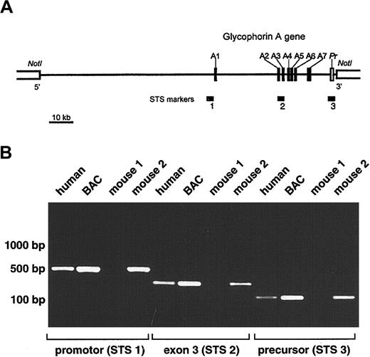 Fig. 1. Development of transgenic mice expressing human GPA. / (A) Schematic representation of selected BAC clone 159F4 containing the entire glycophorin A gene (GYPA). The insert (121 kb) is shown by a horizontal line between NotI sites in the BAC vector. Closed boxes along the line represent the 7 exons of theGYPA gene (A1-A7), and the open box denotes the 3′-flanking precursor (Pr) genomic segment. STS markers used to screen the human genomic BAC library (STS 2; intron2/exon3) and to confirm the presence of the promoter (STS 1) and precursor (STS 3) are designated by horizontal bars. (B) PCR analysis of offspring of transgenic mice. Genomic DNA isolated from tails of mice 3 weeks of age was tested by PCR for the presence of the GYPA transgene using the following sets of primers: STS 1, STS 2, and STS 3. Human genomic DNA and BAC clone 159F4 DNA were used as positive controls.
