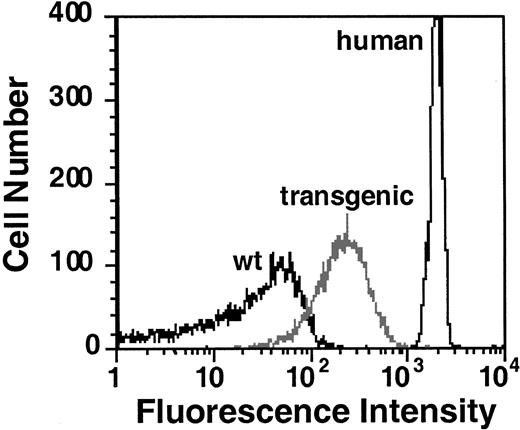 Fig. 2. Flow cytometric analysis of GPA expression. / Human, wild-type mouse, and GYPA transgenic mouse RBCs were labeled with FITC-conjugated monoclonal antibody specific for human GPA (R10-FITC) and analyzed by flow cytometry.