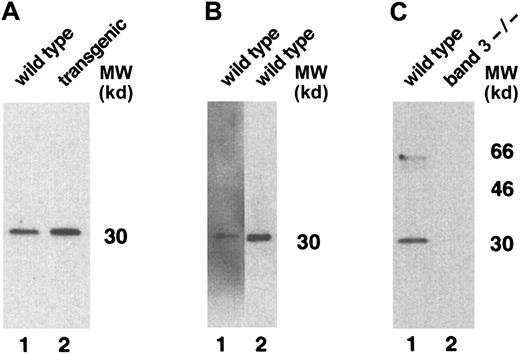 Fig. 4. Western blot analysis of TER-119 antibody specificity. / (A) Wild-type (lane 1) and transgenic mouse (lane 2) red cell proteins were solubilized with increased concentrations of SDS, separated on a 10% SDS-PAGE gel, and immunoblotted using monoclonal antibody TER-119. (B) Wild-type mouse red cell proteins, separated on a 10% SDS-PAGE gel, were immunoblotted using rabbit polyclonal antibody against the cytoplasmic domain of human GPA (lane 1) or monoclonal antibody TER-119 (lane 2). (C) Wild-type mouse and band 3 null mouse red cell proteins were immunoblotted using monoclonal antibody TER-119. MW indicates molecular weight.