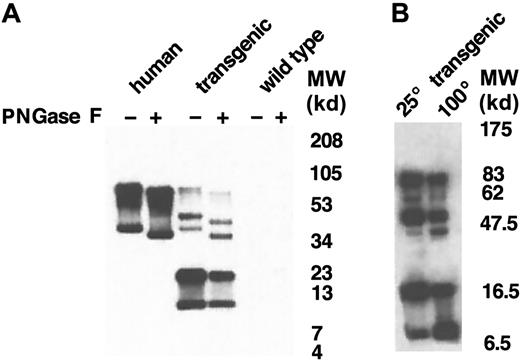 Fig. 5. Western blot analysis of GPA after hydrolysis of N-glycan chains. / (A) Following hydrolysis of N-glycan chains by PNGase F, red cell membrane proteins (2 μg/lane) were separated on a 10% to 20% tricine gradient gel and then immunoblotted with BRIC 163 antibody. (B)GYPA transgenic mouse red cell proteins treated with PNGase F were solubilized with increased concentrations of SDS, incubated for 3 minutes at either 25°C or 100°C, separated on a 10% to 20% tricine gradient gel, and then immunoblotted with BRIC 163 antibody. (−) and (+) refer to proteins before and after enzyme treatment, respectively. MW indicates molecular weight.