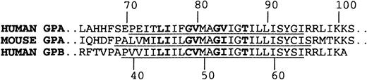 Fig. 7. Alignment of human GPA, mouse GPA, and human GPB sequences in region of transmembrane domain. / Residues that form the dimer interface in human GPA and corresponding residues in mouse GPA and human GPB are in bold. The portions of the sequences that form the hydrophobic helical transmembrane domains are underlined.