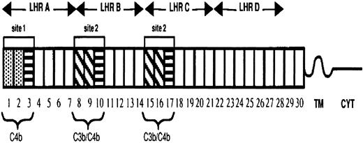 Fig. 1. Diagram of the most common allotypic variant of CR1. / The 30 complement control protein repeats (CCPs) constitute the extramembranous portion of CR1. These modules are followed by a hydrophobic transmembrane domain (TM) and a 43–amino acid cytoplasmic tail (CYT). There are 2 distinct functional sites (site 1 in LHR-A and 2 nearly identical copies of site 2 in LHR-B and -C), each composed of 3 CCPs. Functional differences between the sites are determined by sequence differences. The first 2 CCPs in site 1 (CCP 1 and 2) are 39% different from the first 2 CCPs in site 2 (CCPs 8 and 9), as well as from CCPs 15 and 16, and they are marked by different shading. The third CCP in site 1 is nearly identical to the third CCP (10 or 17) in site 2. CCPs 3, 10, and 17 are represented by boxes with horizontal lines.