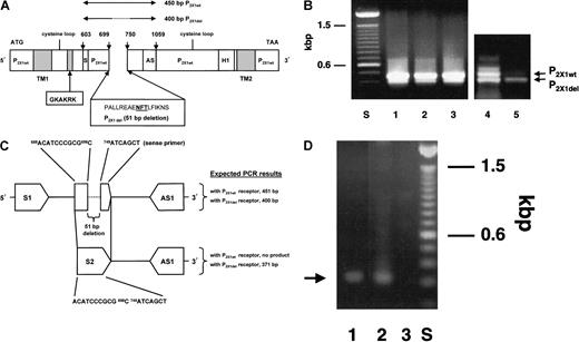 Fig. 1. Identification of the P2X1del receptor. / (A) Schematic cDNA representation of 2 P2X1 receptor homologs (P2X1wt, the wild-type clone, and P2X1del, the deletion clone). PCR amplification using P2X1-derived ORF primers (S or 5′ sense603ATCCGCACGGGCAAGTGTGT and AS or 3′ antisense,1059GCCTGGCAAACCTGAAGTTG) to amplify a partial P2X sequence revealed the homologous wild-type P2X1 receptor and an in-frame 51-bp deletion clone (P2X1del). Lines above the figure represent the expected 450-bp P2X1wt sequence and the identified 400-bp P2X1del sequence. Sequence numbering is relative to a P2X1 receptor (accession number, X83688). ORF primers include 5′ BamHI and 3′ XbaI sites facilitating subcloning into pcDNA3.1 and subsequent transfection into 1321 cells. Within the 51-bp deletion variant is a glycosylation site indicated in bold, underlined type. The 51-bp deleted DNA sequence is shown with its deduced amino acid sequence relative to its location with the 2 transmembrane regions (TM1 and TM2), the location of 2 proposed extracellular cysteine loops, and a pore site (H1). GKAKRK is an amino acid antibody determinant deduced by the PCgene program and used for antibody production. (B) Comparison of PCR amplification products using CMK 11-5 cells and platelets. Primers (S and AS) were used to amplify a partial sequence in the extracellular portion of the P2X1wt receptor. Besides the expected amplicon of 450 bp, a band of 400 bp was observed. PCR results with CMK 11-5–derived mRNA showed approximately equal or greater amplification of the 450-bp band (wild-type P2X1 cDNA) than the 400-bp band (deletion P2X1 cDNA) (compare lanes 1-4), whereas platelets (lane 5) demonstrated a greater proportion of the 400-bp amplicon. Varying the annealing temperature for the PCR reaction at 50°C, 55°C, or 60°C (lanes 1-3, respectively) did not vary the intensity of the bands. PCR products were subcloned into pCRII and were sequenced for confirmation. (C). Selective PCR amplification of the P2X1del receptor in platelets. Two primers (sense primer (S2)688ACATCCCGCGCATCAGCT and antisense primer (AS1)1082GCCTGGCAAACCTGAAGTTG) were used to selectively amplify platelet P2X1del cDNA (note that AS and AS1 primers are identical). An 11-base sequence (ACATCCCGCGC) and a 7-base sequence (ATCAGCT) span the 51-bp deletion sequence and are found only in the P2X1del cDNA. (D) Agarose gel of PCR amplicon. Using the PCR primer pair (S2 and AS1), an approximately 371-bp PCR band from both cDNA isolated from platelets (lane 1) and from a 400-bp partial P2X1del cDNA sequence inserted into the pcDNA3.1 plasmid (lane 2) are amplified. PCR reactions used an annealing temperature of 60°C. Although an expected PCR reaction would result in 2 PCR products using the primers designated S1 and AS1—one of 451 bp for the P2X1wt receptor and one of 400 bp for the P2X1del receptor (see Figure 1B)—a single PCR product of approximately 371 bp using primers S2 and AS1 directly indicates the presence of the P2X1del receptor. Lane 3 is a PCR reaction with the S2 and AS1 primers with a pcDNA3.1 plasmid containing irrelevant DNA.