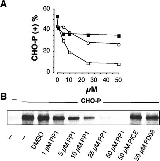Fig. 2. Activity of SRC tyrosine kinases is required for PMNL adhesion to CHO-P cells and for CHO-P cell–induced P-110 tyrosine phosphorylation. / (A) HE-loaded PMNLs were preincubated for 1 minute at 37°C with different concentrations of PP1 (■), PD98059 (▪), or piceatannol (○), before addition to BCECF-loaded CHO-P cells. Mixed-cell suspensions were coincubated in standard conditions, the interaction was stopped at 2 minutes, and samples were processed for FACS analysis. The percentage of CHO-P cells binding PMNLs from representative of 2 different experiments was reported. (B) PMNLs were preincubated for 1 minute at 37°C with different concentrations of PP1 or with 50 μM piceatannol or PD98059 before coincubation with CHO-P cells in standard conditions. The interaction was stopped at 2 minutes, and samples were processed for analysis of protein tyrosine phosphorylation. The figure shows the tyrosine-phosphorylated 110-kd protein from a representative of 2 different experiments.