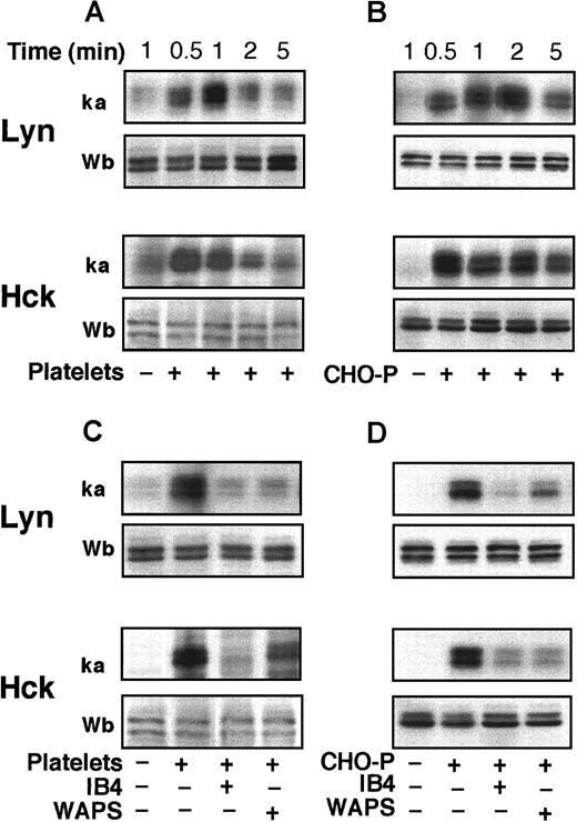 Fig. 3. Platelet and CHO-P cell adhesion to PMNL induces CD18-dependent activation of LYN and HCK. / PMNLs were coincubated with PFA-fixed and -activated platelets (A, C) or CHO-P cells (B, D) for different times (A, B) or 2 minutes (C, D) in standard conditions. Where indicated (C, D), PMNLs were preincubated with the anti-CD18 antibody IB4 (20 μg/mL) for 10 minutes at 4°C, and platelets or CHO-P cells were preincubated with the anti–P-selectin antibody, WAPS 12.2 (20 μg/mL), for 10 minutes at room temperature. Samples were lysed by the addition of RIPA or Triton X-100–containing buffer. LYN and HCK were immunoprecipitated, and immune complexes were in part subjected to in vitro kinase assay and in part analyzed by Western blotting with biotinylated anti-LYN and anti-HCK antibodies. The figure shows autoradiograms of phosphorylated kinases (ka) and Western blots (Wb) from a representative of 3 different experiments.