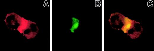 Fig. 6. Engagement of PSGL-1 by a monoclonal antibody triggers the formation of Mac-1 clusters and F-actin patches in PMNL. / PMNLs were preincubated with the anti–PSGL-1 antibody PL2 (20 μg/mL) and then were washed and incubated for 3 minutes in the presence of rabbit anti–mouse IgG F(ab′)2 fragments (10 μg/mL) in standard conditions. Samples were stained with FITC-conjugated anti-CD11b antibody and rhodamine-phalloidin and processed for confocal laser scanning microscopy; A and B show F-actin and CD11b staining, respectively. In the overlay (C), yellow represents colocalization of the 2 stainings. The figure shows an aggregate of 2 cells. Results were reported from a representative of 3 experiments.