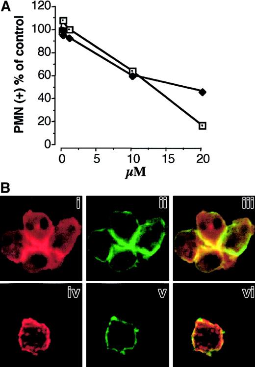 Fig. 7. Cytochalasin D prevents PMNL adhesion to platelets, P-selectin–induced PMNL homologous aggregation, and the colocalization of Mac-1 clusters and F-actin patches in aggregated PMNLs. / (A) HE-loaded PMNLs were preincubated with increasing concentrations of cytochalasin D for 2 minutes at 37°C before the addition of PFA-fixed, BCECF-loaded activated platelets (♦). Mixed-cell suspensions were coincubated in standard conditions, the interaction was stopped at 2 minutes, and samples were processed for FACS analysis. Alternatively, cytochalasin D–pretreated PMNLs were challenged with P-selectin–IgG chimera (10 μg/mL) (■). The reaction was stopped at 2 minutes, and P-selectin–induced PMNL homologous aggregation was evaluated by counting nonaggregated PMNL by optical microscopy. The results are from a representative of 2 different experiments. (B) PMNLs were preincubated for 2 minutes at 37°C with ethanol (i-iii) or 20 μM cytochalasin D (iv-vi), before the addition of P-selectin–IgG chimera (10 μg/mL). Incubation in standard conditions was stopped at 2 minutes, and samples were processed for confocal laser scanning microscopy. Panels i, ii, and iii show an aggregate of 4 cells. Panels i and iv show F-actin staining, and ii and v show CD11b staining. In the overlay (iii, vi), yellow represents colocalization of the 2 stainings. The figure is representative of results obtained in 5 different experiments.