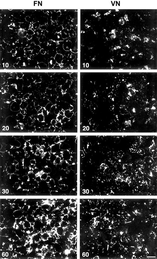 Fig. 2. Fluorescence microscopy of assembling FITC-FN on LPA-treated washed platelets, after a 15-minute adherence phase. / Platelets on FN-coated (upper panel) or VN-coated (lower panel) coverslips were stimulated with 1 μM LPA in the presence of FITC-FN, 20 mg/L, and fixed after an additional 10, 20, 30, and 60 minutes. Note the increase in number of fibrils and intensity of FITC-FN fluorescence with increased times. Phase contrast microscopy (not shown) revealed monolayers of platelets on both substrates at all time points. Bar = 10 μm.