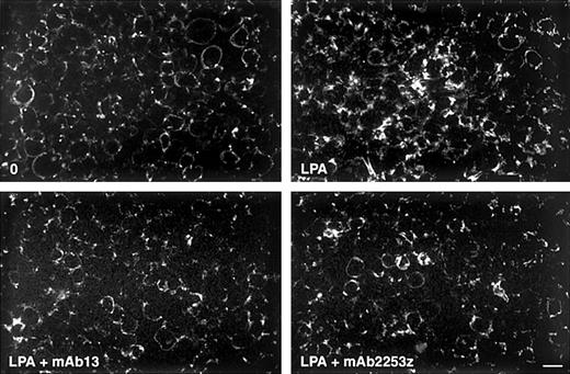 Fig. 5. Effect of anti-α5β1 mAbs on FITC-FN deposition. / Washed platelets, adherent on FN-coated coverslips for 15 minutes, were incubated with 20 mg/L FITC-FN for 1 hour in the presence of no agonists (0), 1 μM LPA, 1 μM LPA plus 10 mg/L mAb 13, or 1 μM LPA plus 10 mg/L mAb 2253Z. Bar = 10 μm.