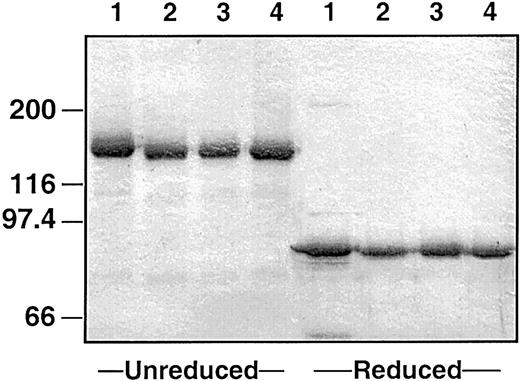 Fig. 1. Plasma-derived and recombinant human factor XI. / Two-microgram samples of (lane 1) plasma-derived factor XI, (lane 2) wild-type recombinant factor XI, (lane 3) factor XI–R226, and (lane 4) factor XI–N248 were size-fractionated under reducing and nonreducing conditions on a 7.5% polyacrylamide-SDS gel. The gel was stained with Gelcode Blue. The positions of molecular mass standards are given in kilodaltons on the left.