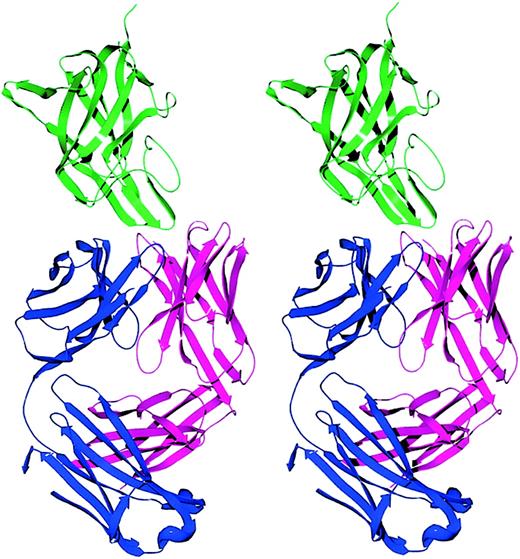 Fig. 1. Stereo ribbon diagram of the factor VIII C2-domain/BO2C11 Fab complex. / The light chain, heavy chain, and C2 domain are displayed in blue, magenta, and green, respectively. The BO2C11 Fab displays a typical immunoglobulin fold with 18 β strands in the light chain and 19 β strands in the heavy chain. Two β hairpins from the C2 domain project into the CDR loops of the Fab fragment.