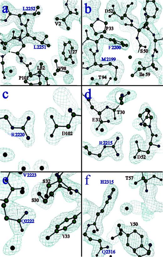 Fig. 2. Electron density at residues involved in critical interactions of the binding interface. / The first antigenic peptide of C2 (residues 2250 to 2253), corresponding to an exposed hydrophobic β turn containing L2251 and 2252, forms primarily hydrophobic interactions with residues from CDR-H1, CDR-H3, and the amino terminus of the heavy chain (A). The second antigenic region from C2 (residues 2197 to 2203), corresponding to a second exposed hydrophobic β turn containing M2199 and F2200, exhibits more extensive van der Waals contact with the Fab surface, and there are more polar interactions than in the first epitope (B). Two R residues from the C2 domain, both of which are proposed to interact with anionic lipid head groups when factor VIII binds to platelet membranes, form salt links with D residues on the Fab surface. R2220 lies within a cleft between the 2 hydrophobic hairpin turns (C) and interacts with D102 of the heavy chain. R2215 resides on the third loop at this end of the C2 molecule and interacts with D52 of the heavy chain (D). An adjacent loop contains residues Q2222 and V2223, which contact the Fab surface directly (E). V2223 is another hydrophobic residue that was solvent-exposed in the free C2 structure, and it was proposed that it may make additional contacts with membrane surfaces. Finally, residues H2315 and Q2316 participate in polar interactions with specific residues and buried water molecules at the C2-Fab interface (F). See Table 2 for a list of all contacts in this interface.