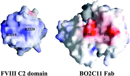 Fig. 3. Molecular surface representation of the surfaces that interact in the BO2C11–C2-domain complex. / The individual proteins have been separated and rotated to allow the reader to view the complementary, buried protein interfaces. The predominantly negative charge (red) of the Fab fragment interacts favorably with the positively charged patches (blue) on the surface of the C2 domain.