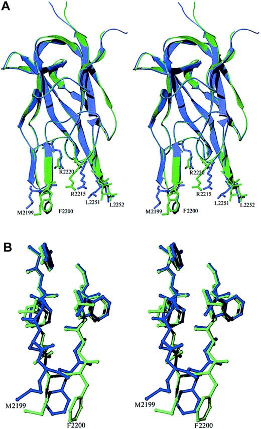 Fig. 4. Stereo diagram of superimposed structures of the recombinant factor VIII C2 domain in the free and antibody-bound crystal forms. / (A) The free and Fab-complexed C2 proteins are shown in blue and green, respectively. The structure of the β core is virtually identical in the 2 structures. Most of the deviations between the structures occur at or near the 2 hydrophobic β-hairpin turns at the bottom of the figure. The plane formed by the 2 strands of the second β hairpin (residues 2197 to 2203) moves to a position perpendicular to that seen in the unbound C2-domain structure. The ψ angle of M2199 rotates from −11° to +122°, whereas in F2200, the φ and ψ angles rotate from −99° to +56° and from −23° to +26°, respectively. This region interacts with residues in CDR-H1, CDR-H2, and CDR-H3 of the heavy chain as well as with sites on CDR-L1 and CDR-L3 of the light chain. (B) Rotations about backbone dihedral angles in the β hairpin containing residues N2198 through A2201 shift the orientation of these side chains by up to 5 Å.