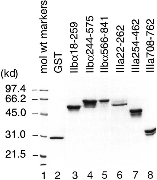Fig. 1. Analysis of recombinant human GPIIb-IIIa fragments by SDS–polyacrylamide gel electrophoresis. / Purified GST and recombinant human GPIIb-IIIa fusion proteins were fractionated on a 10% polyacrylamide-SDS gel and stained with Coomassie blue.