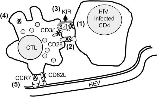 Fig. 8. Model of known factors that may contribute to impaired CD8 T-cell protection in HIV infection. / Contributory factors include (1) inefficient antigen presentation by HIV-infected cells because of nef-mediated down-modulation of MHC class I molecules or viral peptide escape mutation, (2) impaired or incomplete T-cell-receptor signaling because of CD3ζ and CD28 down-modulation, (3) up-regulation of NK inhibitory receptors, (4) lack of perforin for cytolysis, and (5) inefficient homing to lymphoid sites of infection. Many of these molecular events may not be unique to HIV infection but are integral to the regulated CD8 T-cell response to antigen.