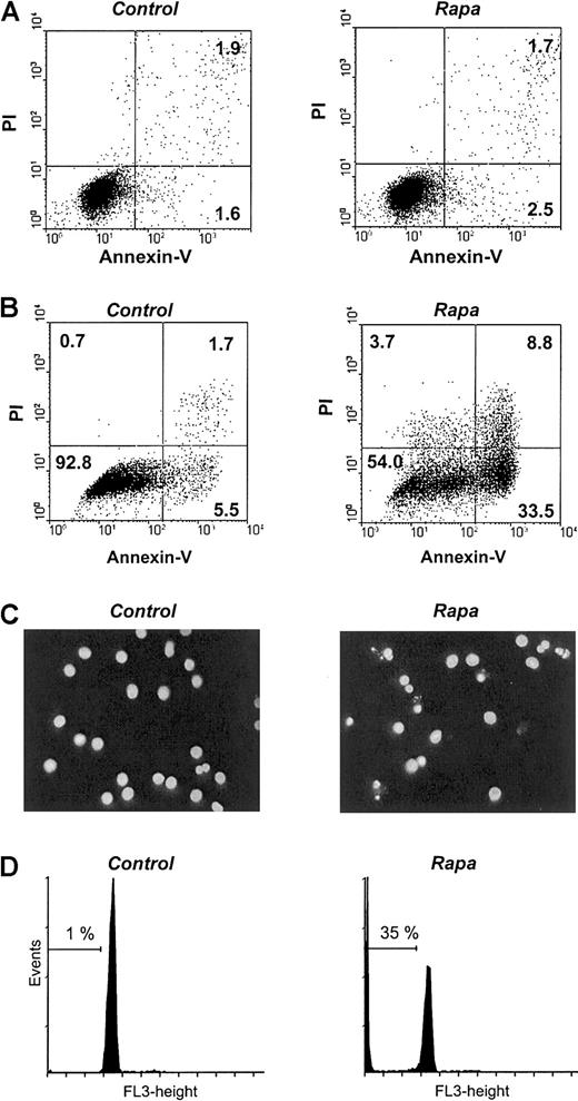 Fig. 3. Rapa induces apoptosis in immature mo-DCs but not in monocytes. / (A) Freshly isolated monocytes were treated with 10−7 M Rapa. After 48 hours of incubation, cells were harvested and analyzed. The percentage of apoptosis was determined by using annexin V/PI staining. The results are representative of 5 independent experiments. (B-D) In vitro–generated mo-DCs were treated with 10−7 M Rapa. After 48 hours of incubation, cells were harvested and analyzed. The percentage of apoptosis was determined by using either annexin V/PI staining (B), Hoechst (C), or DNA staining to determine the sub-G0 fraction (D). The results are representative of 6 independent experiments.