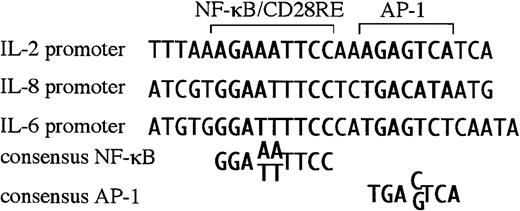 Fig. 5. There is a sequence similar to RE/AP in the IL-6 and IL-8 promoter. / The RE/AP sequence from the IL-2 promoter is compared with a similar sequence in the IL-6 promoter and the IL-8 promoter, as well as consensus NF-κB and AP-1 sites.