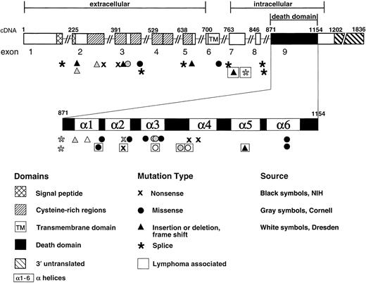 Fig. 1. Structure of the TNFRSF6 (APT1) gene encoding the Fas protein, showing locations of the mutations associated with ALPS and lymphoma. / Exon 9 is expanded to show α-helical regions of the intracellular death domain.67 Mutations are newly described or previously reported from NIH (indicated by black symbols),8111544 Cornell University, New York (indicated by gray symbols),1026 or Dresden, Germany (indicated by white symbols).30 Mutations seen in individuals with lymphoma are indicated by boxed symbols.