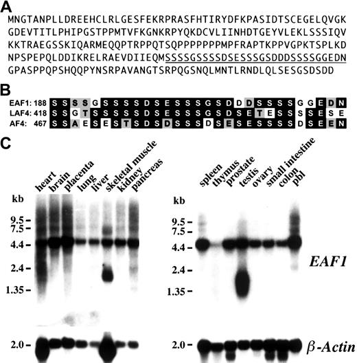 Fig. 1. Amino acid sequence, homology, and Northern blot analysis. / (A) Amino acid sequence of EAF1. The underlined sequence is displayed in panel B. (B) Homology of EAF1 to LAF4 and AF4. The region of homology identified from the DeCypher II search is rich in serine, aspartic acid, and glutamic acid residues. Identical residues are indicated in black boxes and conservative residues by gray boxes. (C) Northern blot analysis. Human multiple tissues were hybridized with anEAF1 cDNA probe. EAF1 is broadly expressed in multiple tissues except in thymus. Splice variants are seen in skeletal muscle and testis. The same blot was probed with human β-actin as a control for RNA loading.