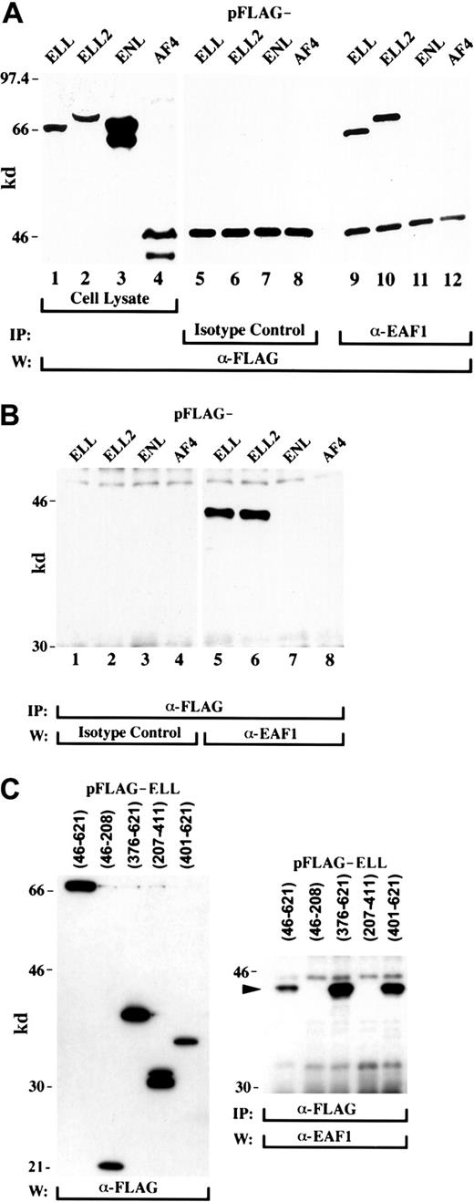 Fig. 2. EAF1 interacts with ELL and ELL2. / (A) The 293 cells were transfected with FLAG-ELL (lanes 1, 5, and 9), FLAG-ELL2 (lanes 2, 6, and 10), FLAG-ENL (lanes 3, 7, and 11), or the FLAG-tagged AF4 activation domain (lanes 4, 8, and 12). Expression of these constructs was demonstrated by Western blot analysis of cell lysates with the FLAG antibody (lanes 1-4). Cell extracts were immunoprecipitated with an isotype control antibody (lanes 5-8) or with the EAF1 monoclonal antibody (lanes 9-12). Endogenous EAF1 coprecipitated FLAG-ELL (lane 9) and FLAG-ELL2 (lane 10), as detected by Western blot analysis using the anti-FLAG antibody. However, EAF1 did not associate with FLAG-ENL or FLAG-AF4 (lanes 11 and 12). The lower band in lanes 5 to 12 is immunoglobulin heavy chain. (B) Transfected 293 cell extracts were immunoprecipitated with the anti-FLAG antibody, divided into 2 lanes each, and probed with either an isotype control antibody or with the EAF1 monoclonal antibody. Endogenous EAF1 coprecipitated with FLAG-ELL and FLAG-ELL2 (lanes 5 and 6), but not with FLAG-ENL or FLAG-AF4 (lanes 7 and 8). As an additional control, the immunoprecipitates were also probed with an isotype control antibody. (C) The carboxy-terminus of ELL binds to EAF1. The 293 cells were transfected with FLAG-tagged constructs containing multiple regions of ELL, immunoprecipitated with the FLAG antibody, and probed with the EAF1 antibody. Endogenous EAF1 coprecipitated with ELL amino acids 46 to 621, the region of ELL contributed to the MLL-ELL fusion protein. Coprecipitation of endogenous EAF1 could also be detected with amino acids 376 to 621 and 401 to 621 of ELL, but not with amino acids 46 to 208 or 207 to 411. An arrowhead indicates the EAF1 band.