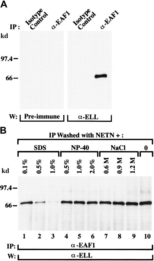 Fig. 3. Endogenous ELL is in a complex with endogenous EAF1 in untransfected cells. / (A) The 293 cell extracts were immunoprecipitated with an isotype control antibody or with the EAF1 monoclonal antibody. Using an affinity-purified polyclonal ELL antibody, endogenous ELL was detected in the lysates precipitated by the EAF1 antibody but not in the lysates precipitated by the isotype control. As an additional control, the immunoprecipitates were also probed with the rabbit preimmune serum. (B) Endogenous ELL and EAF1 form a stable complex. The 293 cell extracts were immunoprecipitated with the EAF1 monoclonal antibody and washes were performed with increasing concentrations of SDS, NP-40, or NaCl. Washes with standard NETN are shown in the far right lane. The precipitated ELL protein was detected using the affinity-purified polyclonal ELL antibody. The ELL/EAF1 complex was stable in washes containing up to 2% NP-40 and 1.2 M NaCl. The complex began to dissociate in washes containing 0.5% SDS and was almost completely dissociated at 1% SDS.