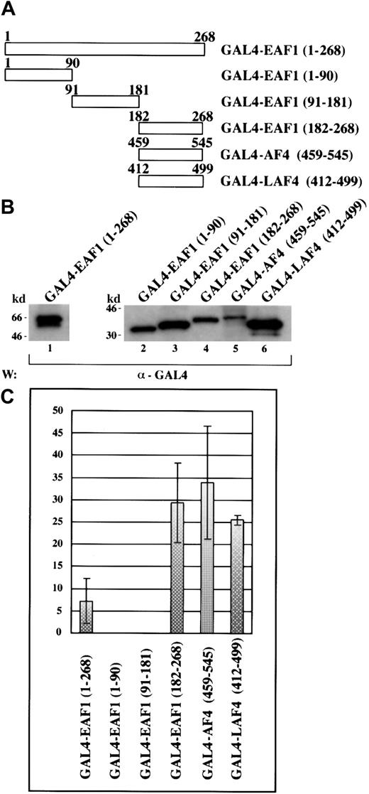 Fig. 4. EAF1 contains a transactivation domain that localizes to its C-terminus that is homologous to the LAF4 and AF4 transactivation domains. / (A) Schematic diagram of the GAL4-EAF1, AF4, and LAF4 constructs used for the CAT-ELISA assay. (B) Western blot of protein extracts from 293 cells transfected with GAL4 fusions. (C) Transcriptional activation assay. The indicated fold activation levels are relative to those of the controls. Each bar represents the mean ± SD of at least 3 independent experiments.