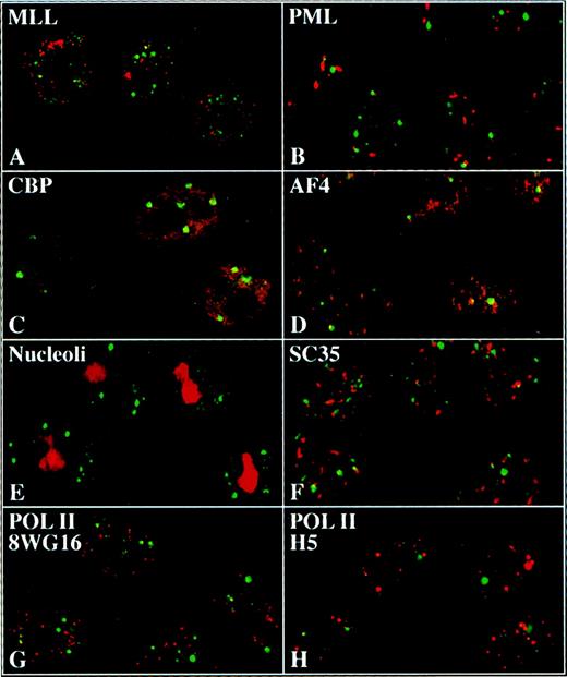 Fig. 6. ELL and EAF1 do not colocalize with candidate nuclear factors. / Merged images of immunofluorescence and confocal imaging of HeLa cells using ELL (A,B,E-H) or EAF1 (C,D) antibodies detected with an FITC-labeled second antibody. Antibodies against MLL (A), PML (B), CBP (C), AF4 (D), nucleoli (E), SC35 (F), 8WG16 (G), and H5 (H) were detected with Cy5 or RRX-labeled second antibodies.