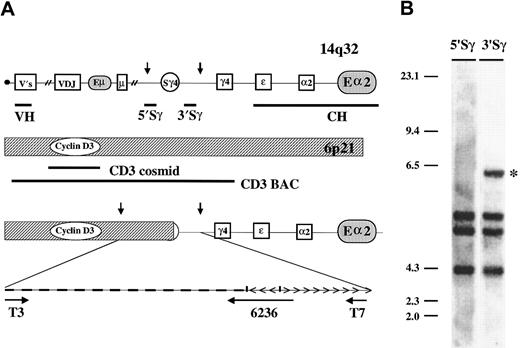 Fig. 2. Anatomy of normal and translocated IgH and cyclin D3 loci. / (A) The 1-Mb IgH locus 14q32 includes boxed coding regions, gamma-4 switch region (Sγ4), plus the Eμ and 3′ Εα enhancers (shaded ovals). Vertical arrows indicate HindIII restriction sites. Thick horizontal lines indicate VH cosmid located near the telomere (black dot) and CH BAC probes, plus 5′ and 3′ probes that flank all Sγ regions. For the cyclin D3 gene at 6p21, thick horizontal lines indicate the approximate positions of cosmid and BAC cyclin D3 probes. The anatomy of the KMM-1 der(14) t(6;14)(p21;q32) translocation breakpoint and 6.4-kb HindIII breakpoint clone are also depicted, with horizontal arrows indicating regions that were sequenced (see “Materials and methods”). The diagram is not to scale, and in all cases telomeric sequences are located to the left. (B) Southern blot of the KMM-1 genomic DNA digested withHindIII. The 5′ or 3′ Sγ probes flanking the Sγ regions are indicated at the top of the lanes. The 6.4-kb fragment that uniquely hybridizes with the 3′Sγ probe (*) represents an illegitimate switch recombination fragment that is the translocation breakpoint fragment.