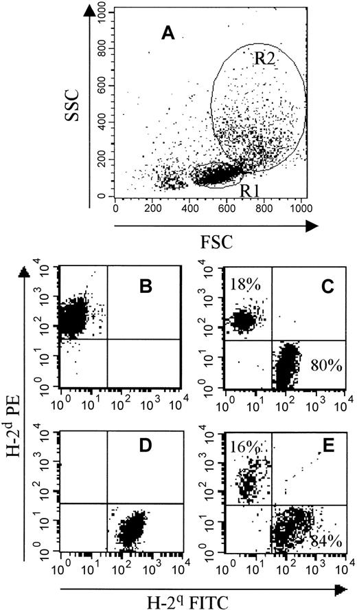 Fig. 2. Flow cytometric representation of the phenotype of spleen cells 45 to 50 days after BMT. / BALB/c mice (H-2d) were submitted to a 6-Gy TBI and grafted 24 hours later with 106 BM cells from FVB (H-2q) mice alone or with apoptotic SCs. Between day 45 and day 50 post-BMT, engraftment was evaluated by FACS analysis. (A) This panel shows forward light scatter and side light scatter gating with 2 different regions: R1 (corresponding to lymphocytes that were confirmed by anti-CD3 mAb staining) and R2 (corresponding to monocytes and granulocytes, confirmed by anti-Gr1 and CD14 mAb staining). (B,D) These panels show H-2 expression on BALB/c (B, H-2dPE+) and FVB (D, H-2q FITC+) SCs. (C,E) These panels show a representative flow cytometry profile from an engrafted mouse that received 106 FVB BM cells plus 5 × 106 apoptotic irradiated FVB SCs. A donor phenotype (H-2q) was observed in both lymphoid (C, R1 gating) and myeloid (E, R2 gating) lineages. The percentage of H-2qdonor cells is indicated in each panel.