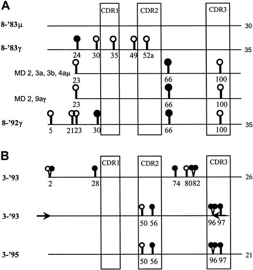 Fig. 1. Evidence for subclone selection over time in FL 8 and FL 3. / (A) The IgM- and IgG-derived VH sequences from FL 8-'83 (8-'83μ and 8-'83γ, respectively) and from the relapse, 8-'92, are represented as lines. The consensus sequences had been determined by crude tissue analyses.10 The total number of somatic mutations compared with the germline gene, V3-23, is indicated at the end of each line. In addition, the IgM-derived sequences from microdissected samples (MD) 2, 3a, 3b, and 4a, as well as the IgG-derived sequences from samples 2 and 9a from FL 8-'83 are shown. The sample numbers represent the different follicles from which they were taken. Different samples from one follicle are designated with a different letter. Replacement and silent mutations are represented as closed and open circles, respectively. Codon numbers are indicated underneath the symbols. Only the mutations that differ between the sequences are indicated. The sequences depicted of the microdissected samples of FL 8-'83 had an identical mutation pattern and were remarkably similar to that of the consensus sequence of FL 8-'92. (B) Comparison of the consensus sequences of FL 3-'93 and 3-'95 (top and bottom line).10 Only the nucleotide differences between them are shown. The total number of mutations compared with the germline gene, V3-7, is indicated at the end of each line. A PCR was performed on cDNA of FL 3-'93 using primers (depicted as arrows) designed on the 3-'95–specific sequence in the indicated areas. The 3′ termini of these primers matched the critical 3-'95 positions in codons 2 and 96, respectively. The middle line depicts the sequence of the product obtained by this time point–specific PCR.