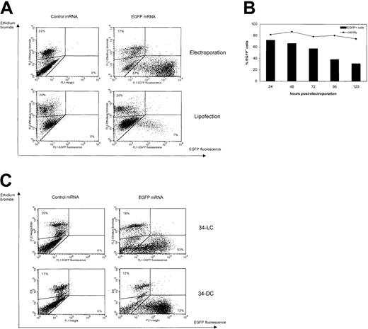 Fig. 2. FCM analysis of transgene expression following EGFP mRNA transfection in different types of DCs. / (A) Immature Mo-DCs were cultured with GM-CSF and IL-4 and transfected at day 6 of culture with control (Melan-A) or EGFP mRNA by lipofection (bottom) or electroporation (top) and analyzed by FCM one day after transfection. The dot plots show EGFP fluorescence on the x-axis and ethidium bromide staining on the y-axis. Gates were drawn based on control mRNA–lipofected or electroporated Mo-DCs. Percentages of dead cells (upper left corner) and viable EGFP+ cells (lower right corner) are indicated. Results are representative of 8 independent experiments. (B) Monitoring of EGFP mRNA expression and cell viability in Mo-DCs following mRNA electroporation in function of time (n = 2). (C) 34-DCs (bottom) and 34-LCs (top) were cultured as described in “Materials and methods” and transfected at day 12 and day 25 of culture, respectively, with control (Melan-A) or EGFP mRNA by mRNA electroporation. FCM analysis was performed 24 hours after mRNA electroporation. The dot plots show EGFP fluorescence on the x-axis and ethidium bromide staining on the y-axis. Gates were drawn based on control mRNA-electroporated Mo-DCs (left). Percentages of dead cells (upper left corner) and viable EGFP+ cells (lower right corner) are indicated. Results are representative of 4 independent experiments.