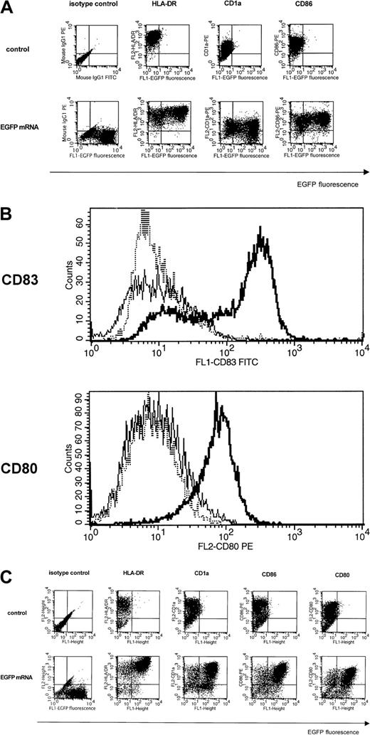 Fig. 3. Phenotypic analysis and maturation potential of mRNA-electroporated DCs. / (A) Immature Mo-DCs (iMo-DCs) were transfected by electroporation with mRNA-encoding EGFP and stained with PE-labeled antibodies specific for CD1a, HLA-DR, and CD86 one day after electroporation (bottom). Untransfected iMo-DCs (top) served as controls and isotype-matched antibodies were used to set quadrants. Results are representative of 3 experiments. (B) iMo-DCs were transfected by electroporation with mRNA-encoding Melan-A and directly stained with a PE-labeled CD80 antibody (bottom) or indirectly stained with a CD83 antibody (top). A representative overlay histogram is shown in which the dashed line represents the control nonelectroporated iMo-DCs, the thin line the electroporated iMo-DCs, and the bold line the electroporated iMo-DCs that were allowed to mature for an additional 24 hours following mRNA electroporation in the presence of TNF-α and LPS. (C) Twelve-day-cultured 34-DCs were transfected by electroporation with mRNA-encoding EGFP and stained with PE-labeled antibodies specific for CD1a, HLA-DR, CD86, and CD80 one day after electroporation (bottom). Untransfected 34-DCs (top) served as controls and isotype-matched antibodies were used to set quadrants. Results are representative of 3 experiments.