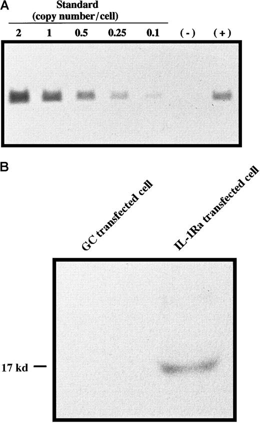 Fig. 1. Retroviral transfection into bone marrow cells. / (A) Gene copy number analysis. DNA from bone marrow cells transfected with (+) or without (−) MFG–IL-1Ra was digested with KpnI and subjected to Southern blot analysis using theNcoI/BamHI fragment of the IL-1Ra gene as a probe. As a standard, different amounts of IL-1Ra cDNA, corresponding to 2, 1, 0.5, 0.25, and 0.1 copies per cell, were also subjected to Southern blotting. (B) Secretion of IL-1Ra from transfected cells. Bone marrow cells transfected with MFG–IL-1Ra or MFG-GC were cultured for 48 hours, and supernatants were subjected to Western blot analysis of IL-1Ra expression.